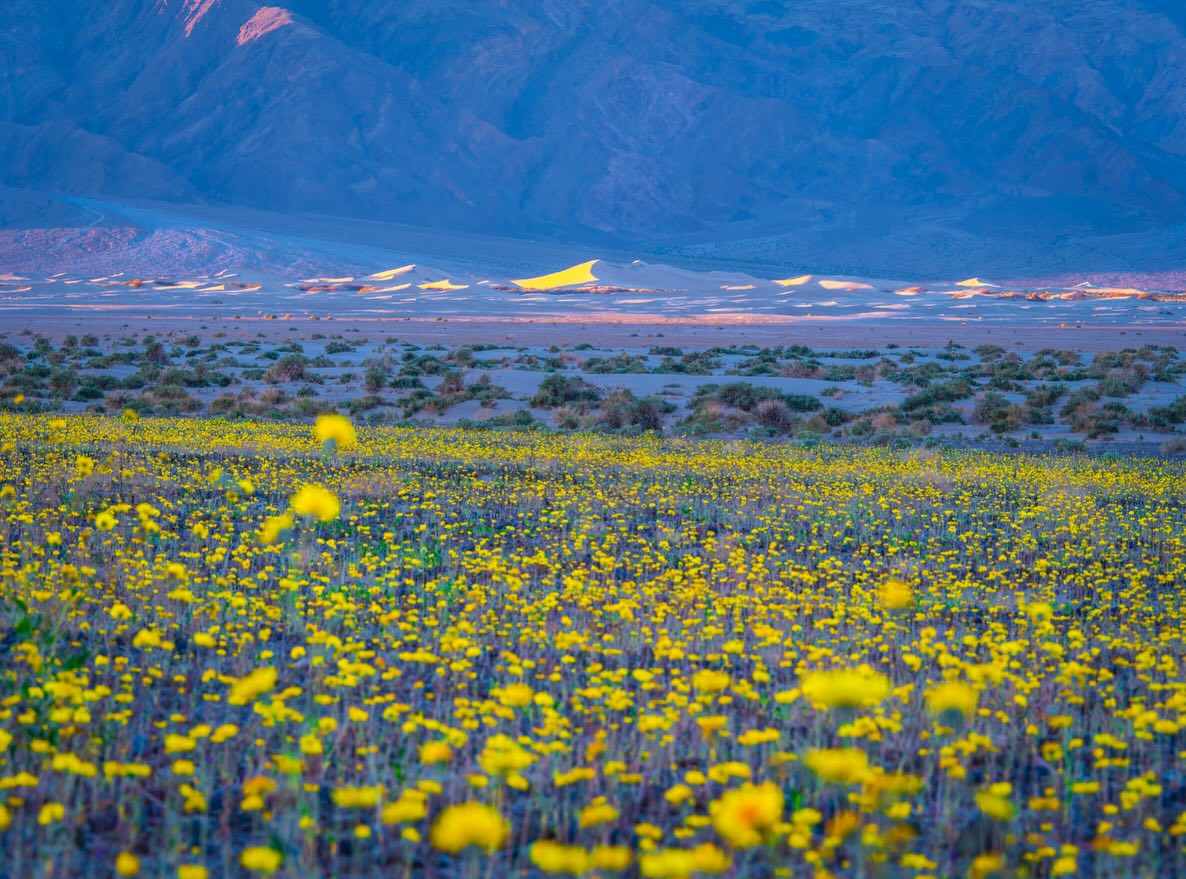 Carpets of yellow desert gold wildflowers stretching to the mountains of Death Valley