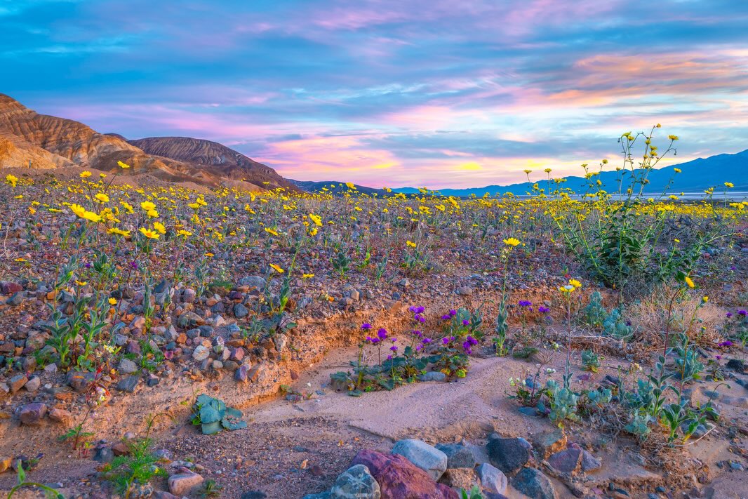 Wildflower field in Death Valley