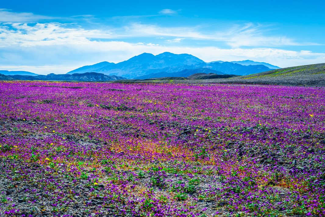 Wildflower field in Death Valley