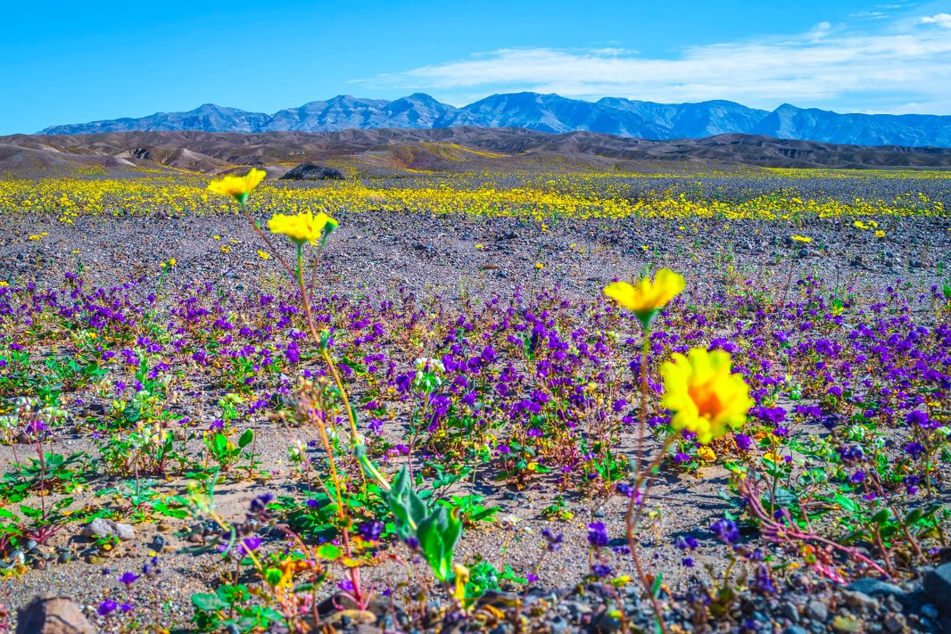 Purple and yellow wildflowers with distant mountain range