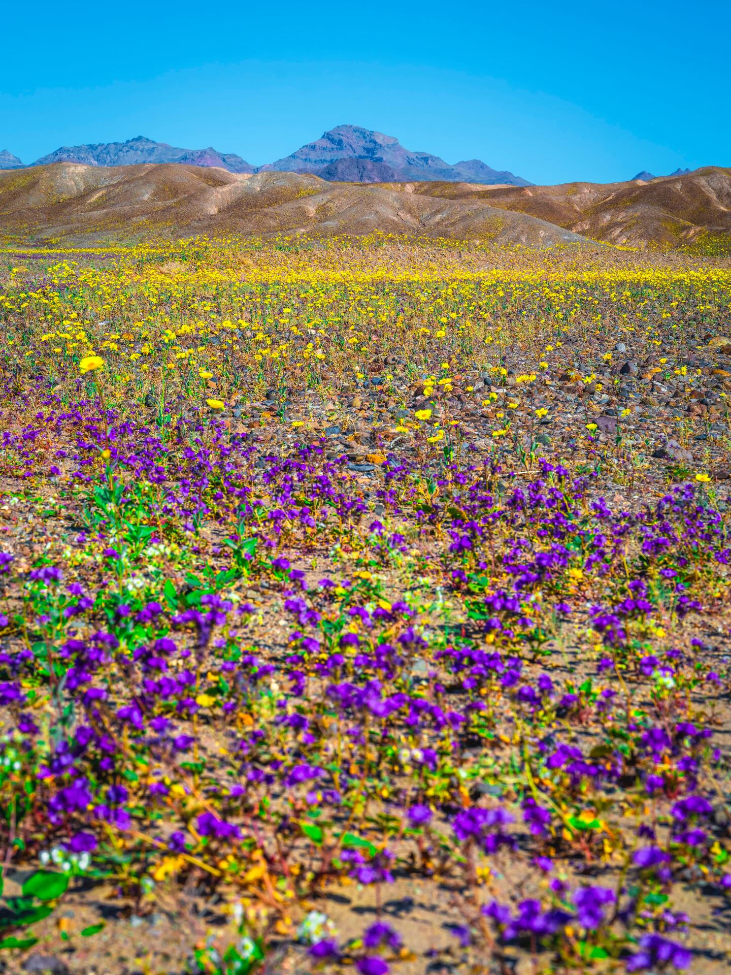 Purple and yellow wildflowers mixing across the desert floor with distant mountains